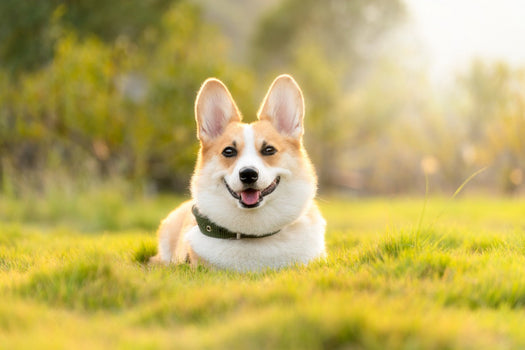 DOG SUPPLIES