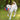 dog ball