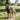 best dogs harness