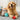 dog balls