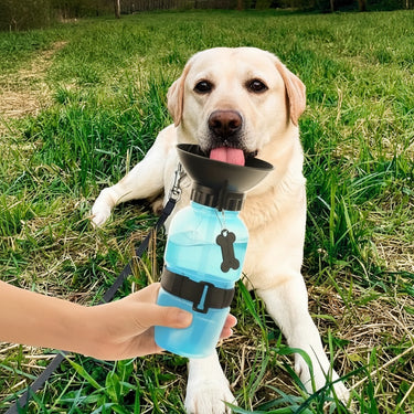 dog water bottle