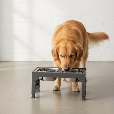 Elevated Slow Feeder Dog Bowl