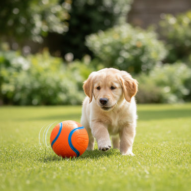 chuckit ball