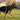best shock collars for dogs