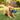 indestructible dog toys