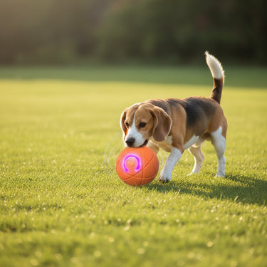 chuckit ball