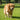 Floating Rubber Dog Ball