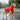 dog coats