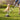 pet waste removal