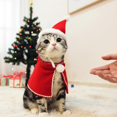 dog christmas outfits