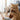 Resistant Catnip Toys cat