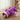 Collapsible Cat Tunnel Toy