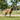 best dogs harness