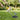 pet waste removal