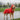 dog coats
