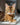 CAT SUPPLIES