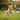 dog ball