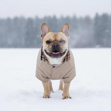Reversible Winter Dog Jacket