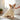 Pet Bathrobe