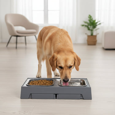 Elevated Slow Feeder Dog Bowl