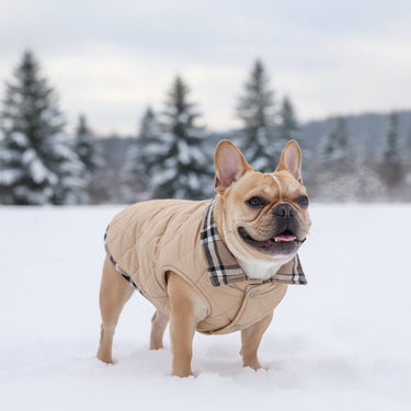 Reversible Winter Dog Jacket