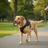 dogs harness