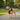 dogs harness