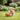 chuckit ball