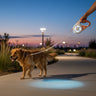 dogs collars and leashes