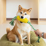  Corn Teething Toy For Puppies