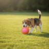 chuckit ball