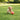 chuckit ball