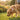 Smart Pet Tracker