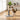 Cats Scratching Post