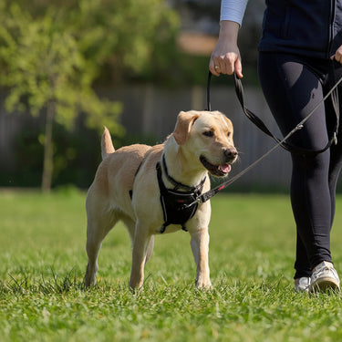 dogs harness
