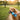 dog water bottle