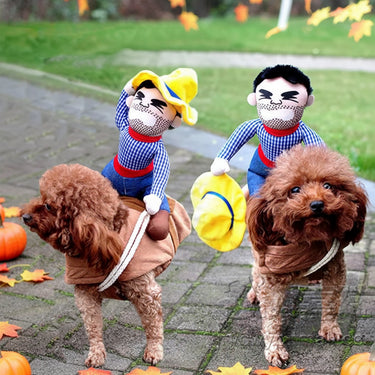 dog jackets