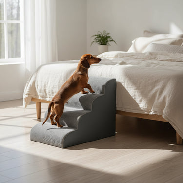 Grey Dog Stairs