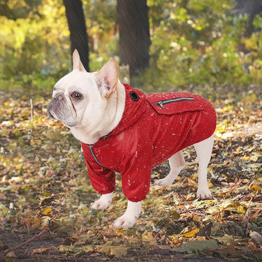 dog coats