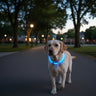 led dog collar