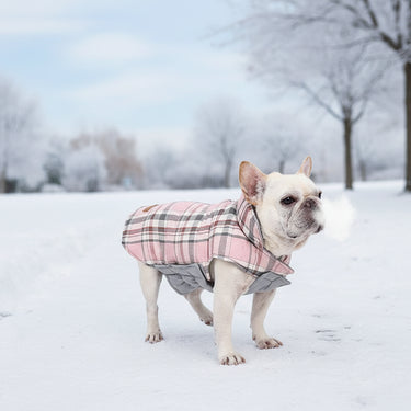 Reversible Winter Dog Jacket