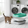Cats Litter Box