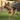 best shock collars for dogs